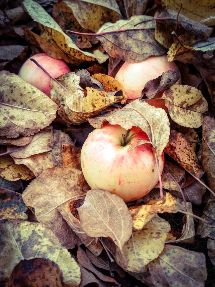 Photograph by Анна Андреевна