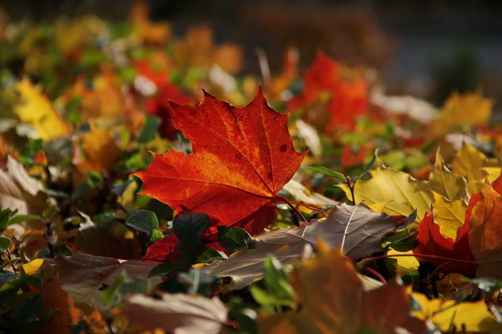 Photograph by Станислав Староверов