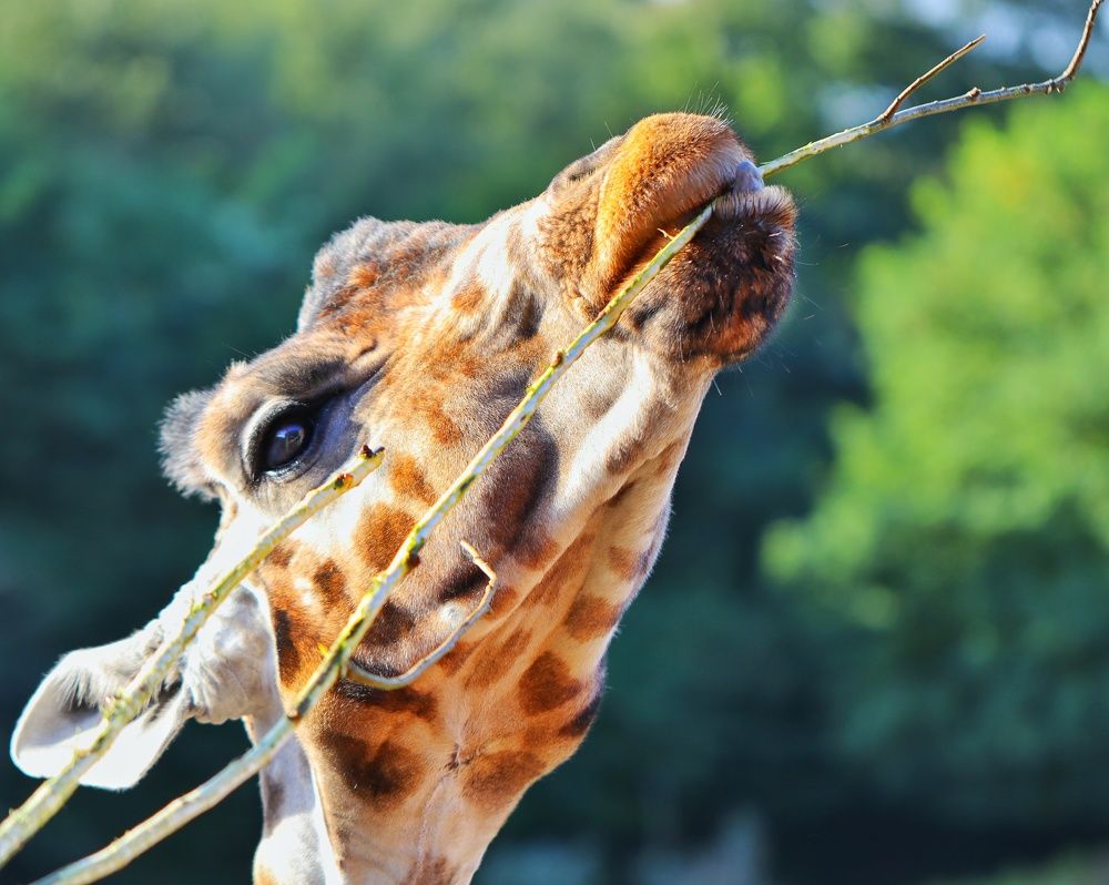 Photograph by Мамикон Мовсесян