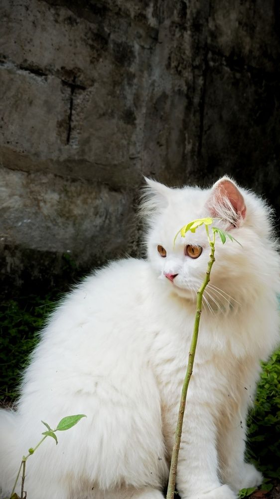 Photo #9717822