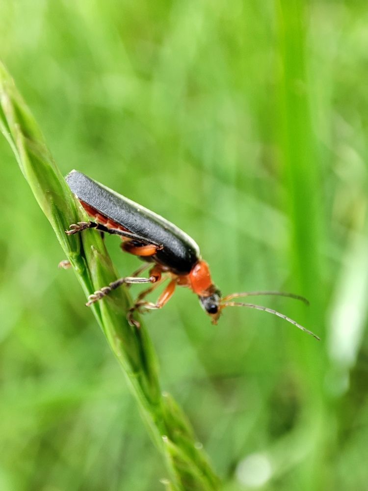 Фотография автора Ирина Линина
