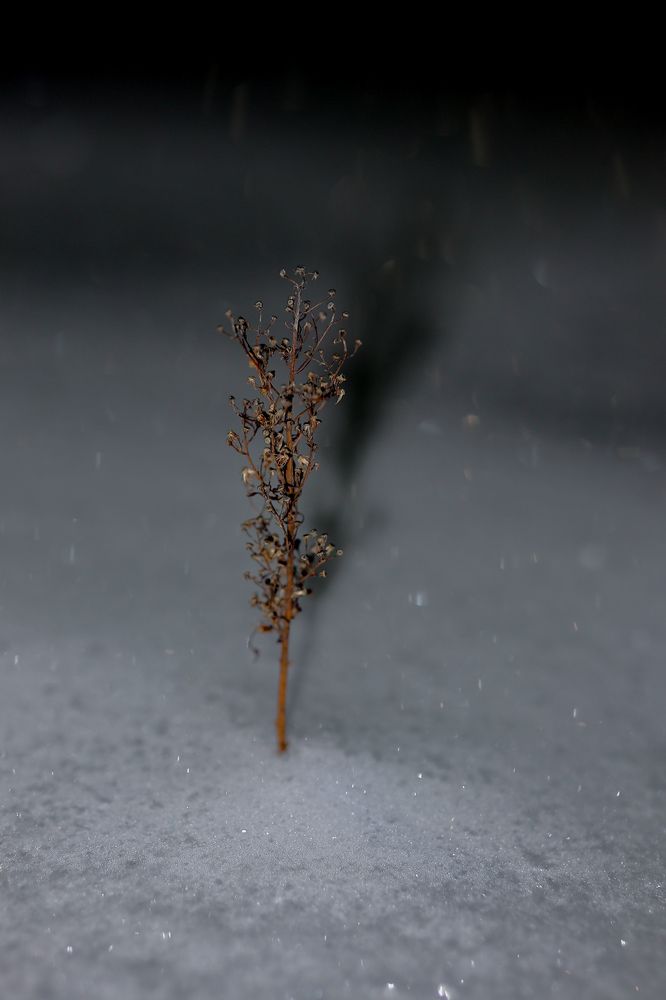 Photograph by Сергей Конюшенко