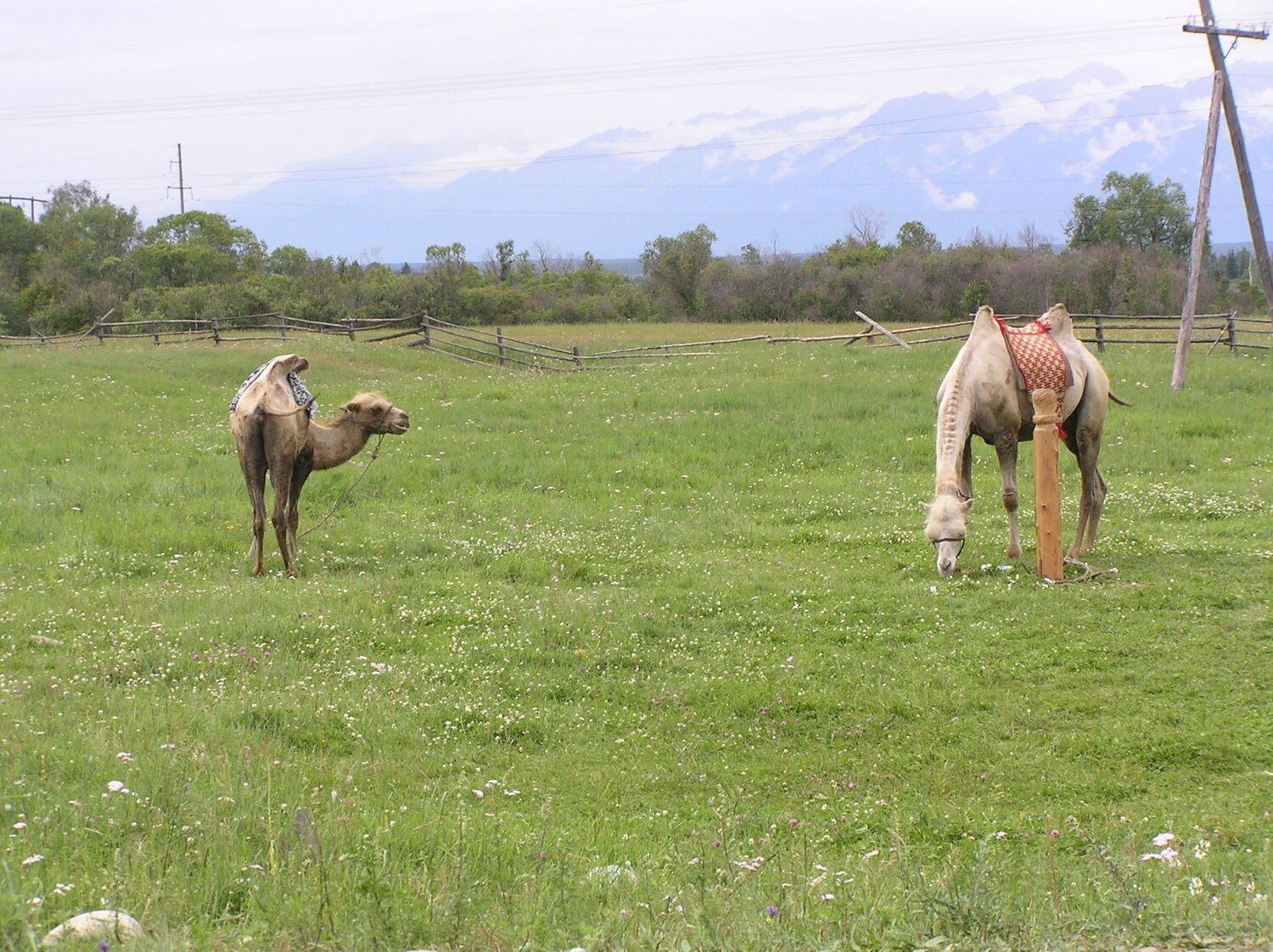 Photo #9718045
