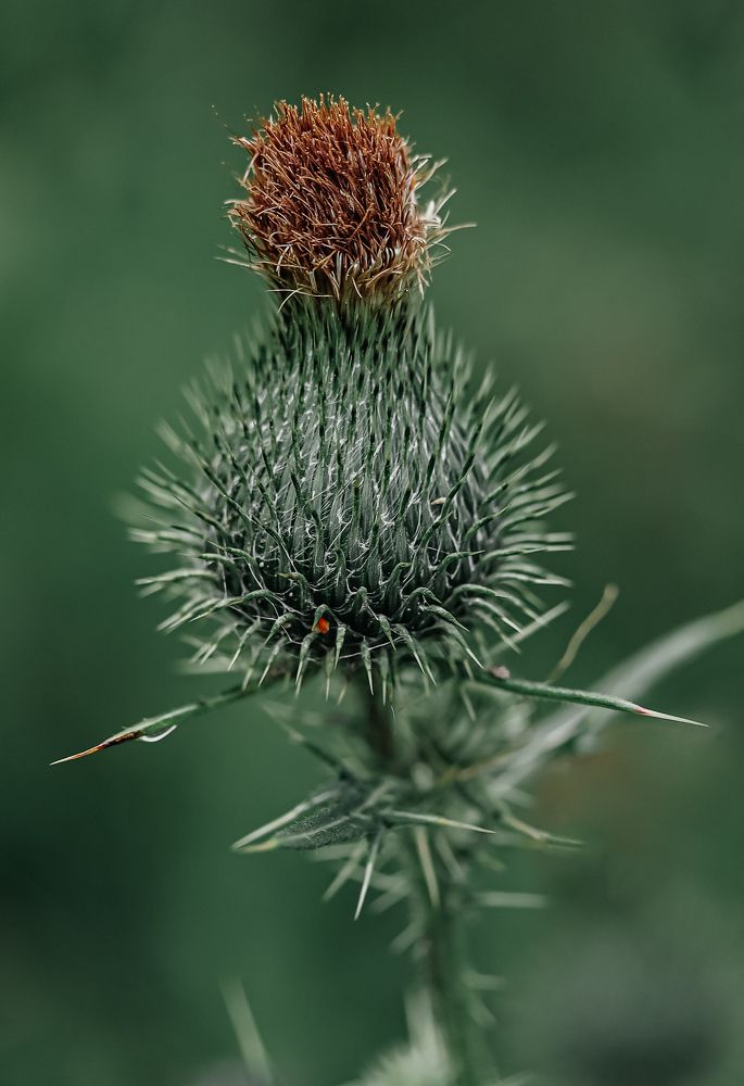 Photograph by Natalia Megelbey