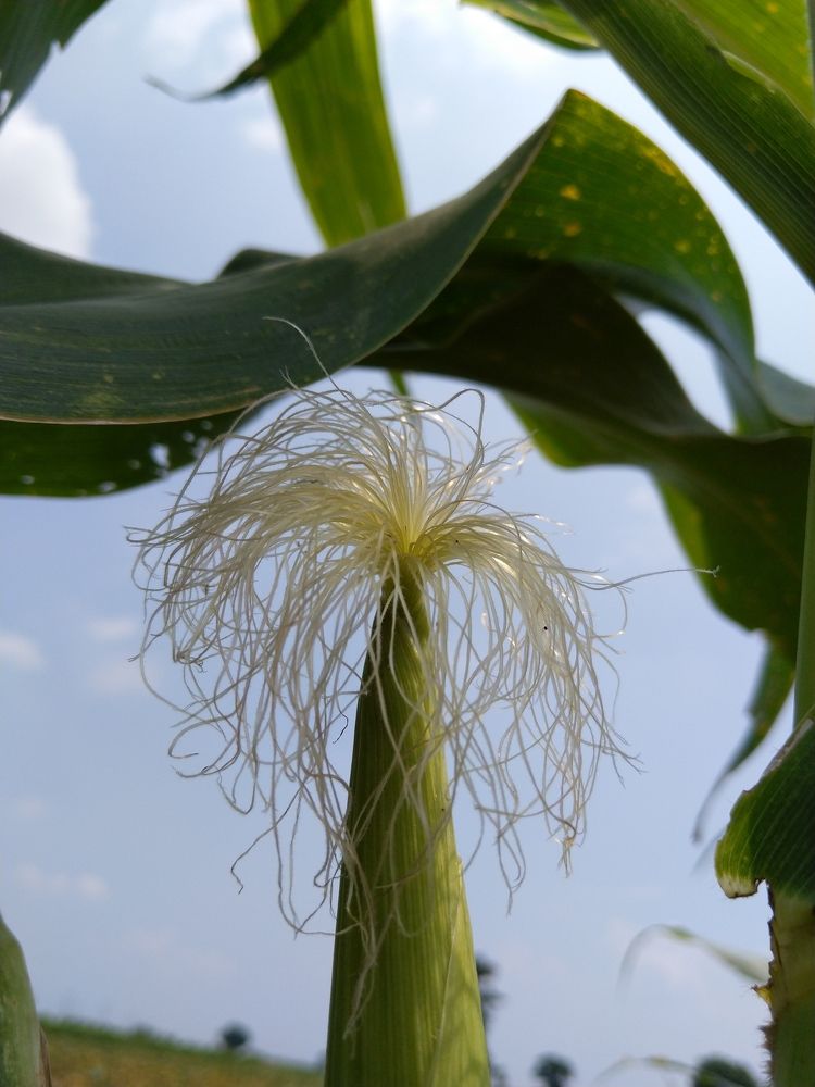 Photograph by sumit sitole