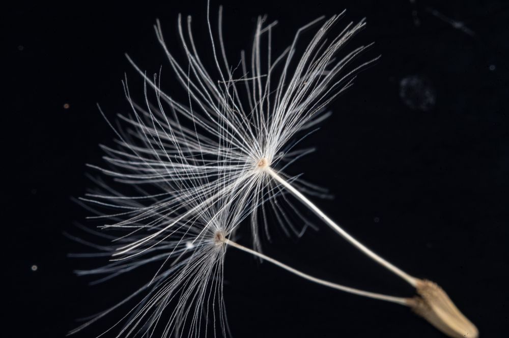 Photograph by Adler Roman