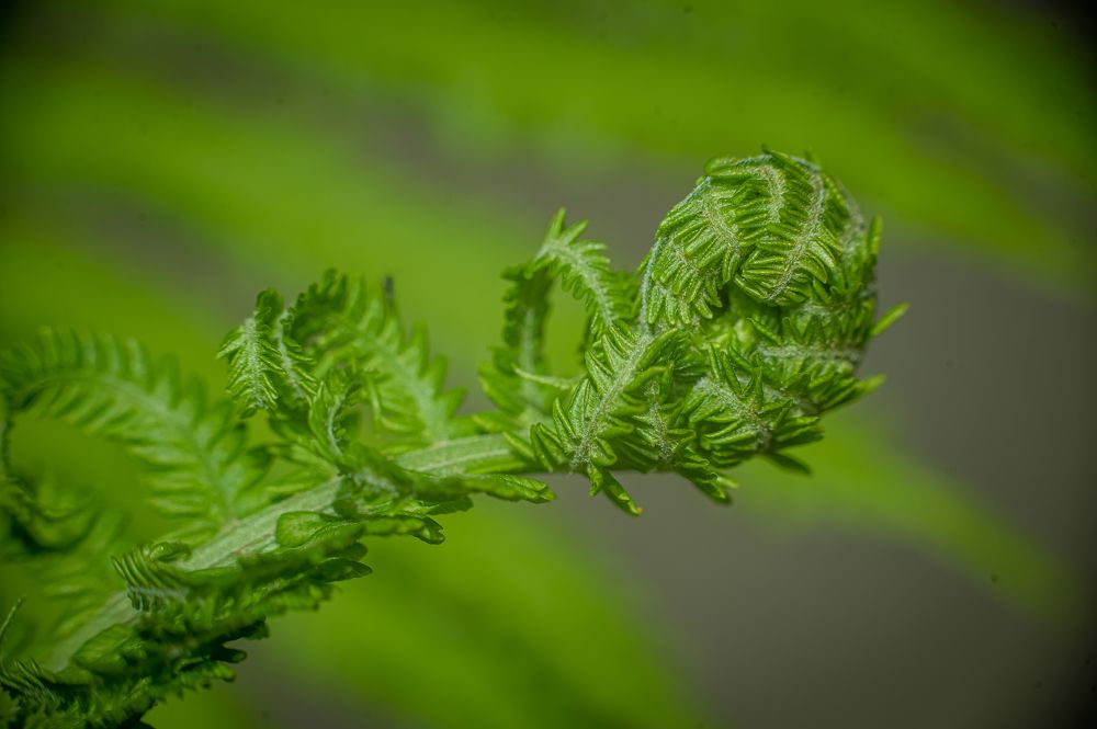 Photograph by Adler Roman