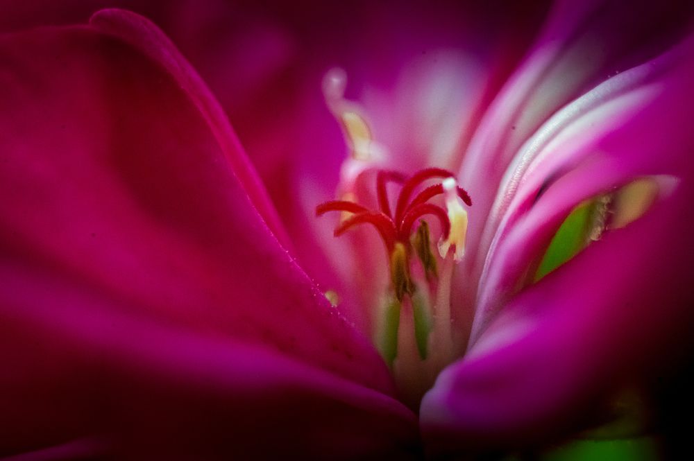 Photograph by Adler Roman