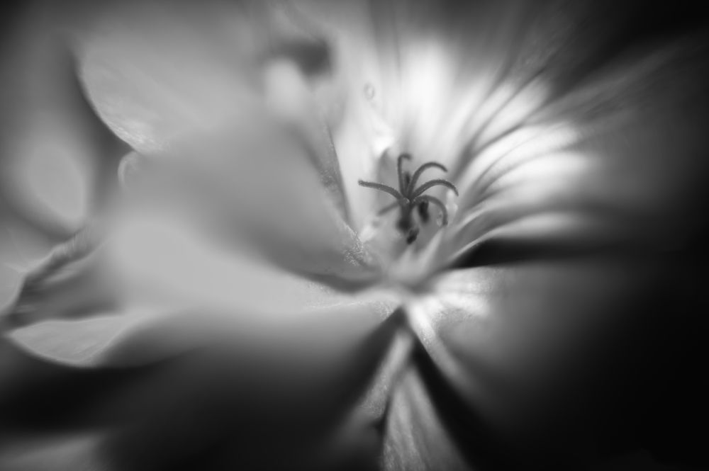 Photograph by Adler Roman