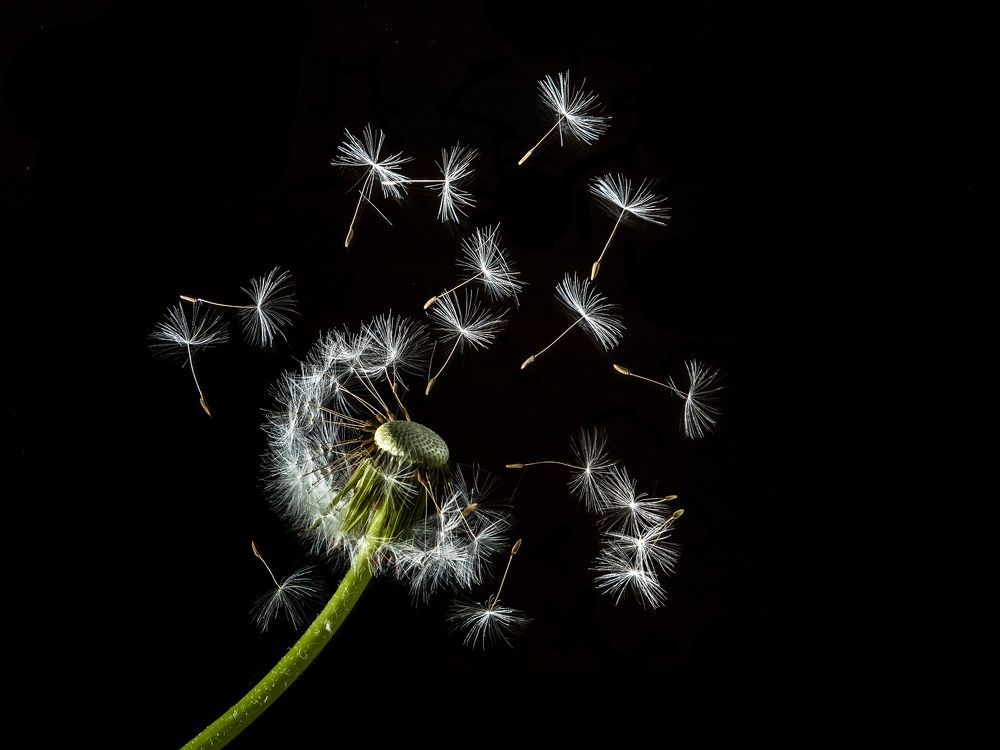 Высвобождение