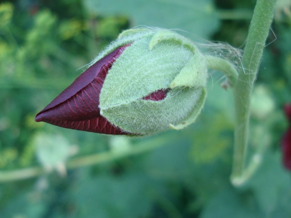 Рождение цветка