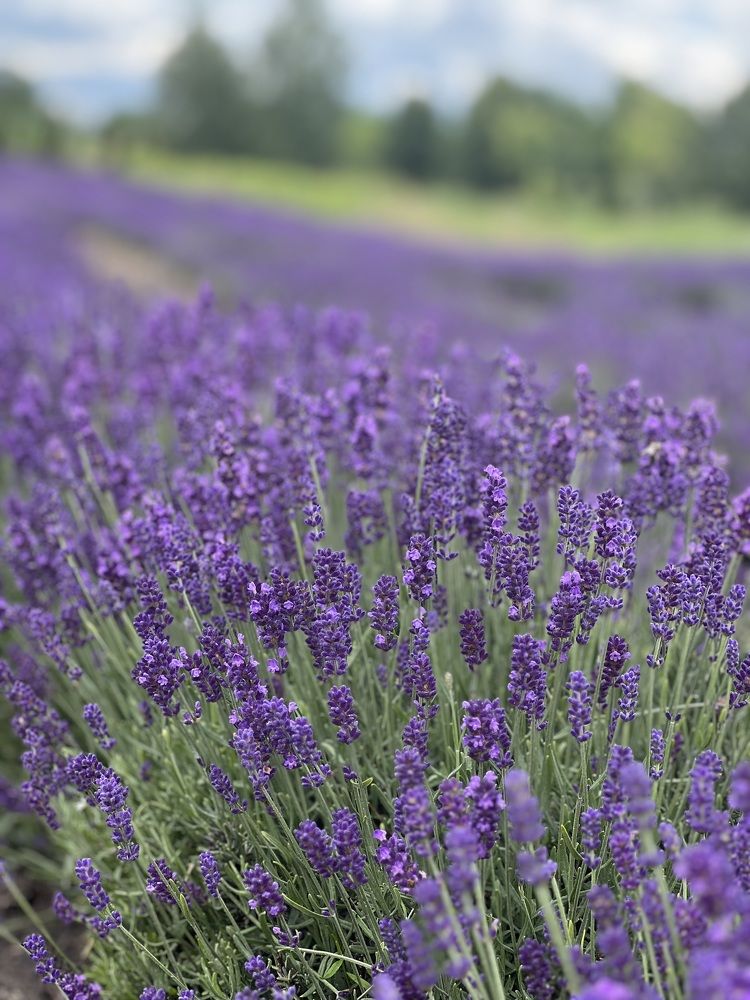 Photograph by Inga Nekrasiene