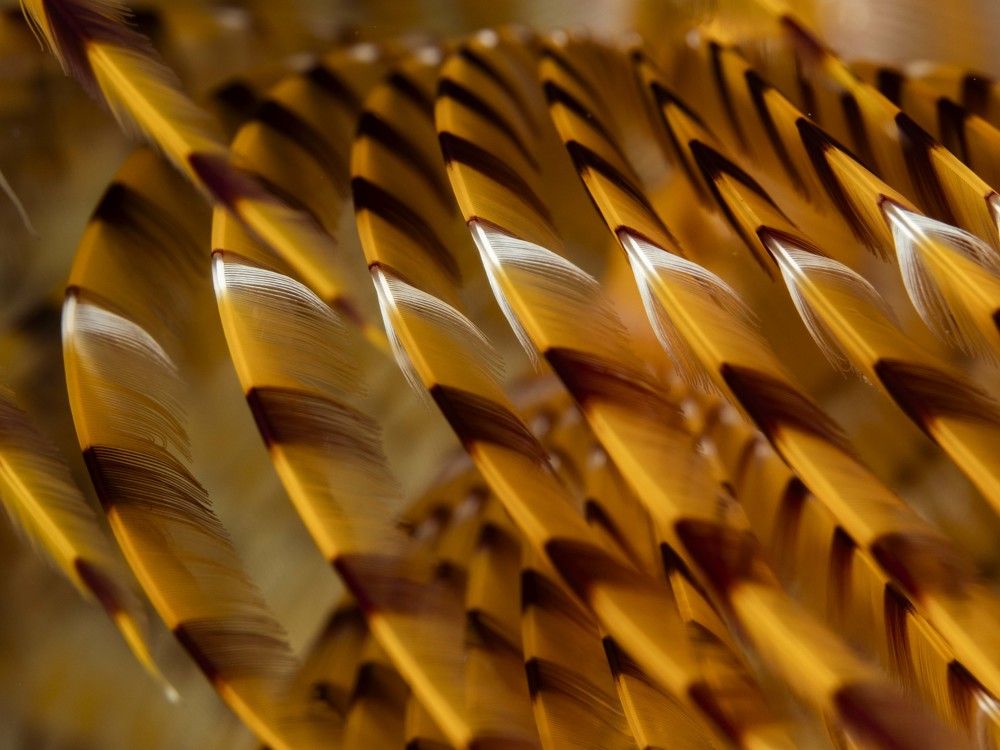 Photograph by Serdar AVCI