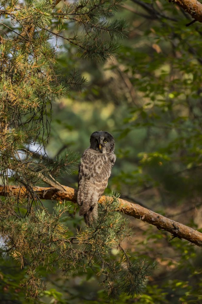 Photograph by Елена Перминова