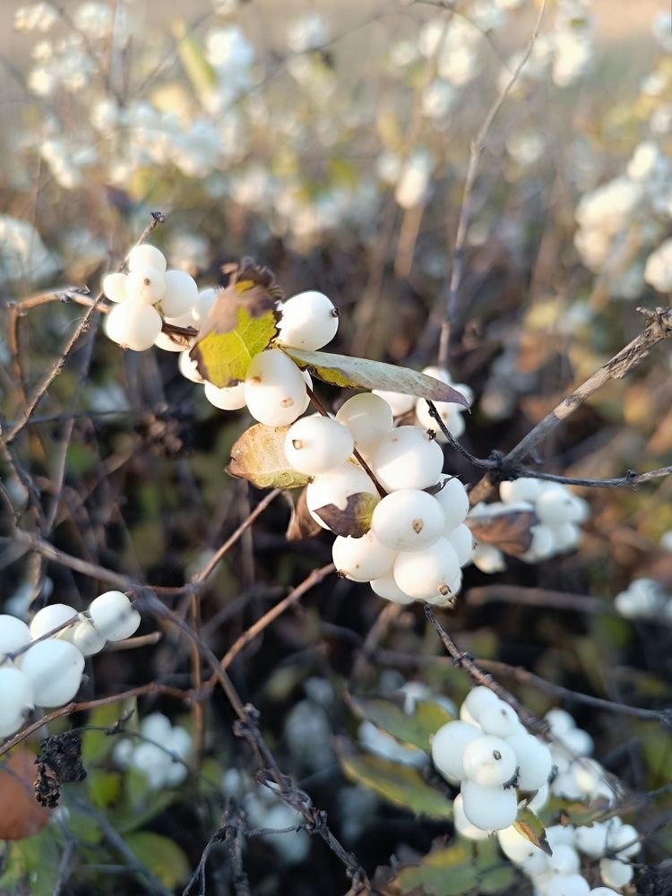 Photograph by Надежда