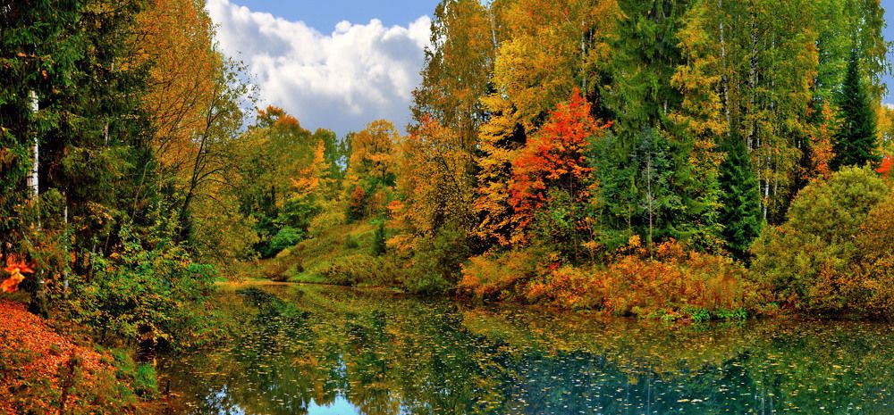 осенний пруд