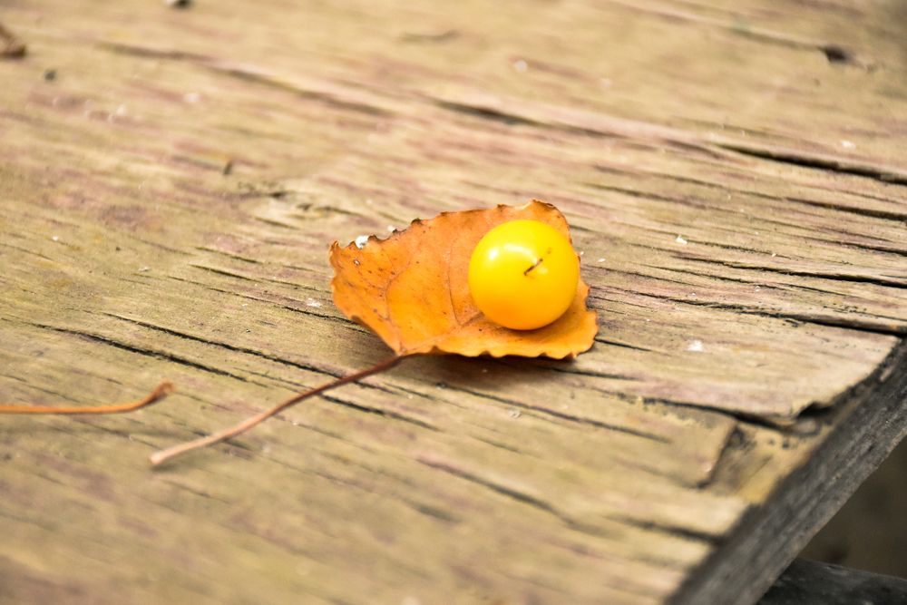 Желтый лист