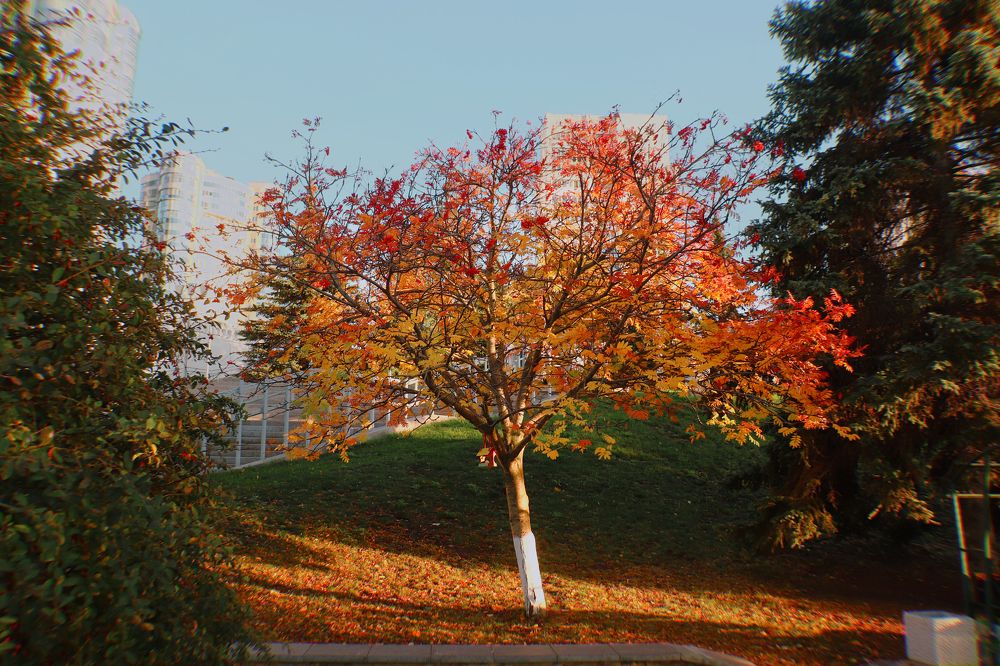 Photograph by Елена Демина