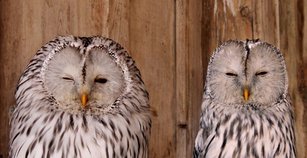 Фотография автора Светлана Бакулина