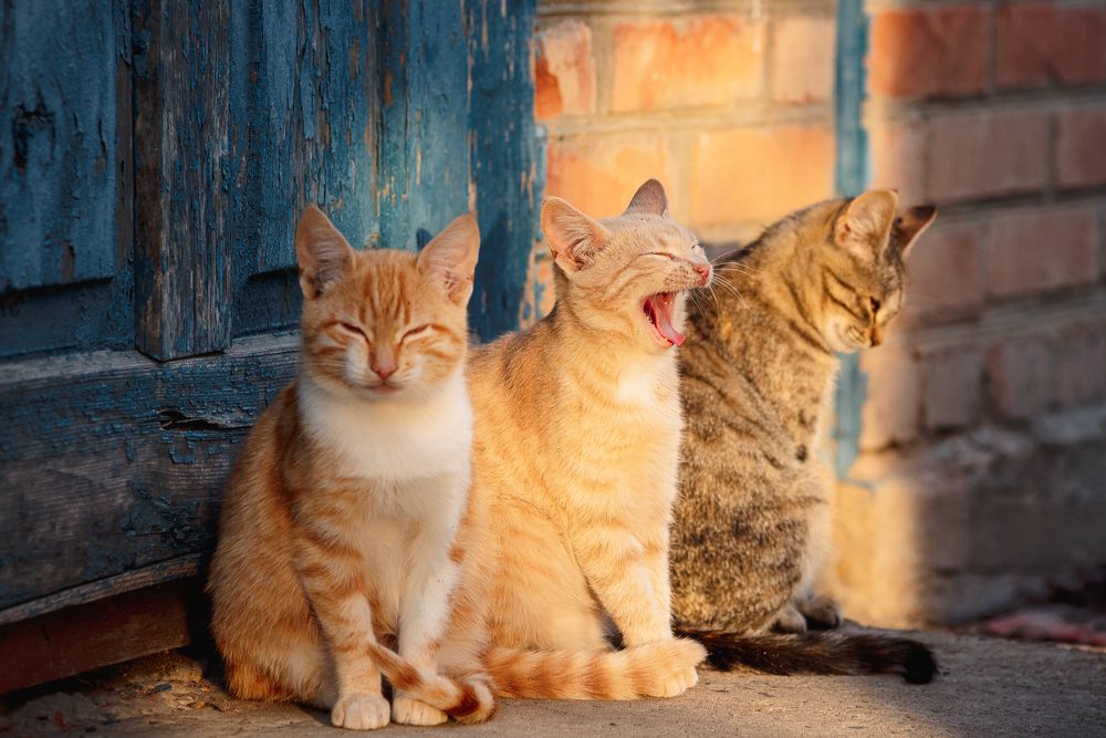 Три кота - три хвоста