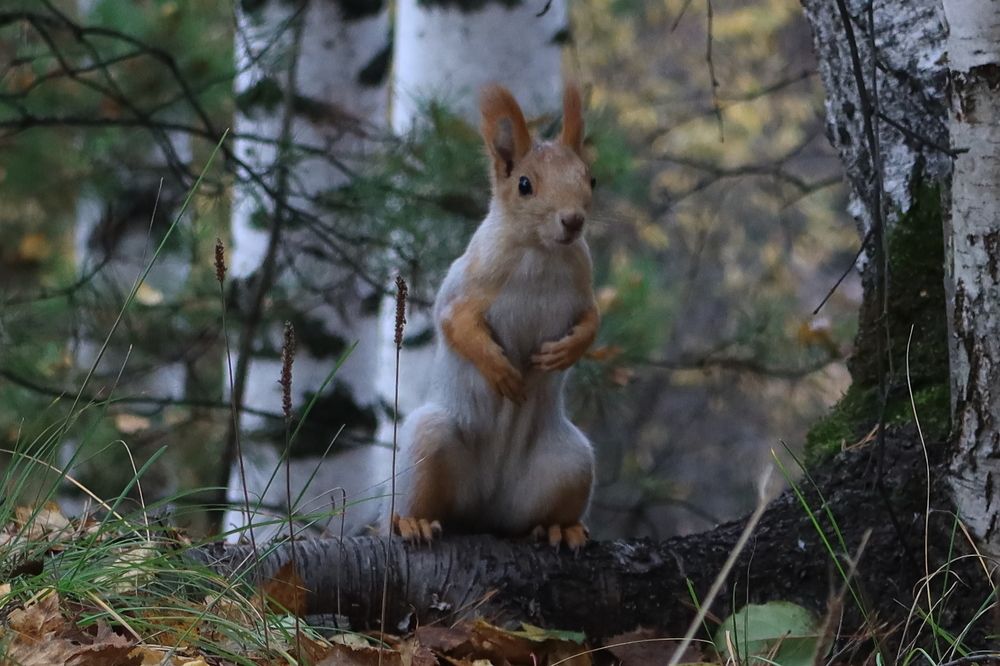 На корне берёзы