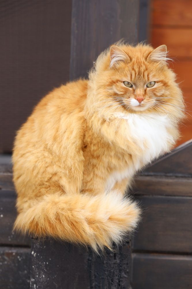 Фотография автора Колосова Елена