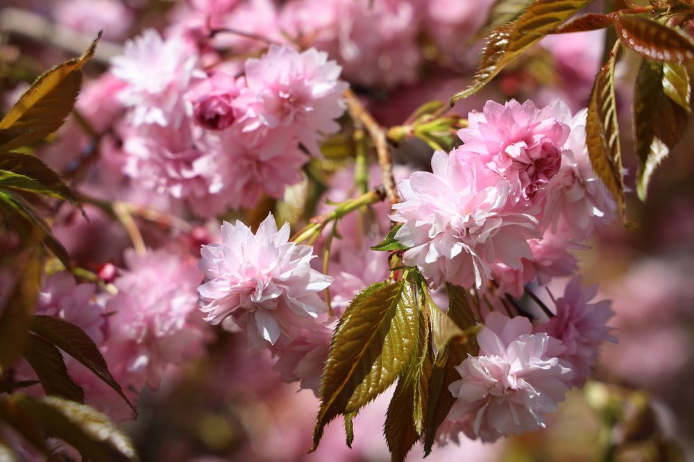 Фотография автора Колосова Елена