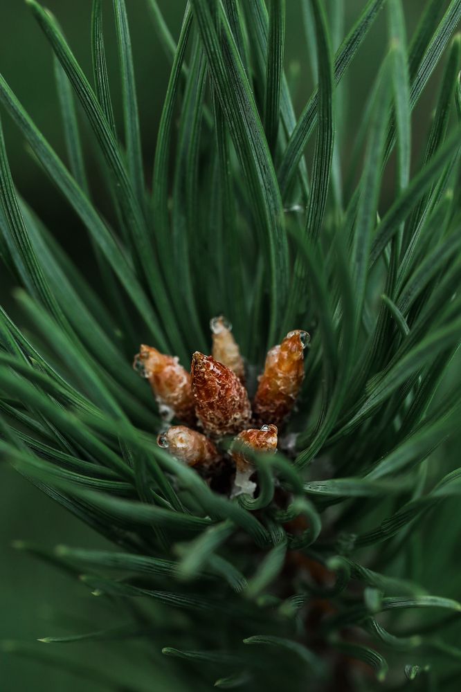 Photograph by Natalia Megelbey