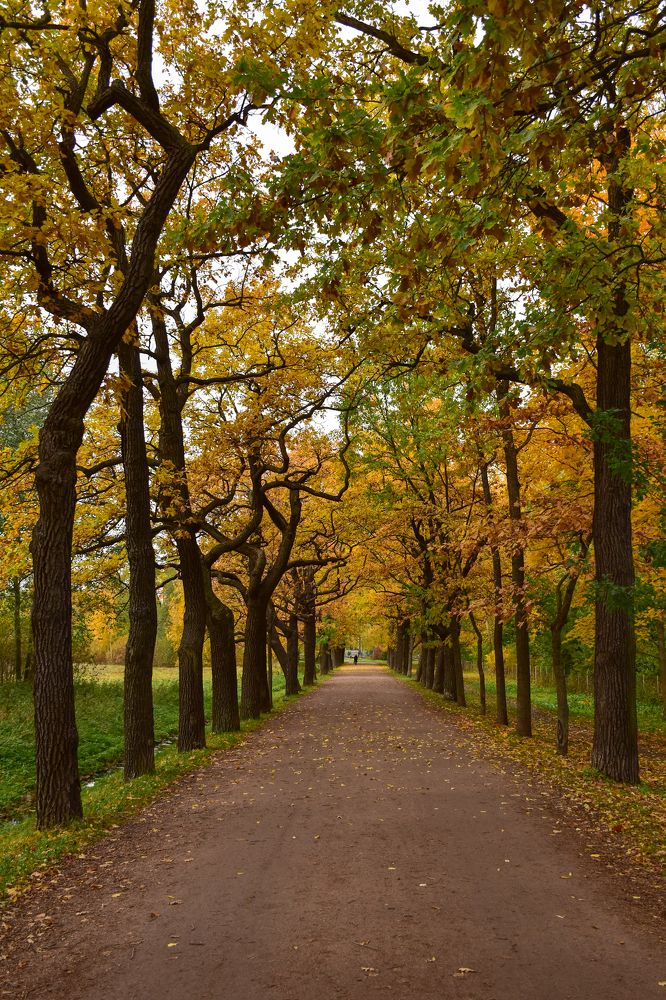 Аллея в Пушкинском парке.