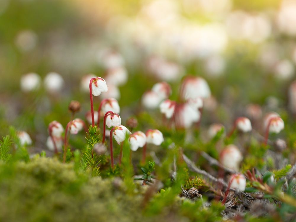 Photograph by Anna Levina