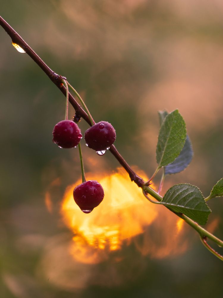 Photograph by Anna Levina