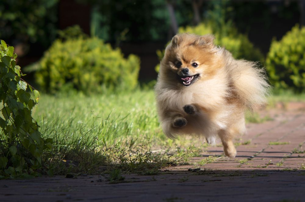 Photograph by Adler Roman