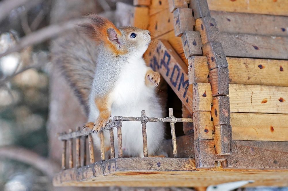 Photograph by Владимир Салапонов