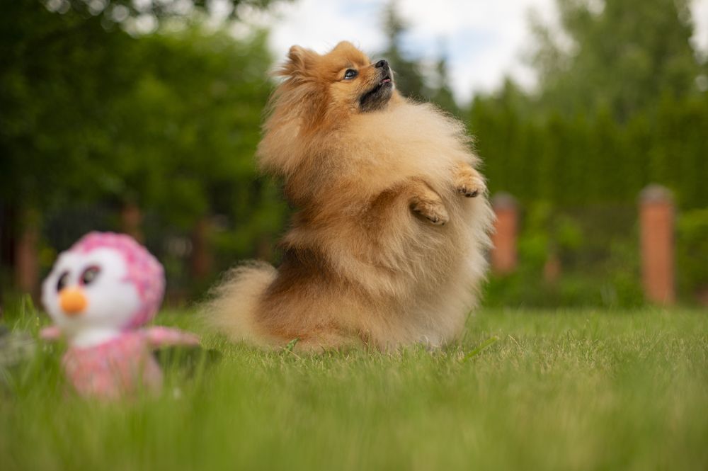 Photograph by Adler Roman