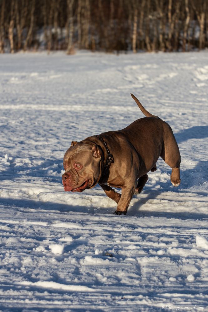 Photograph by Алина Камбулина