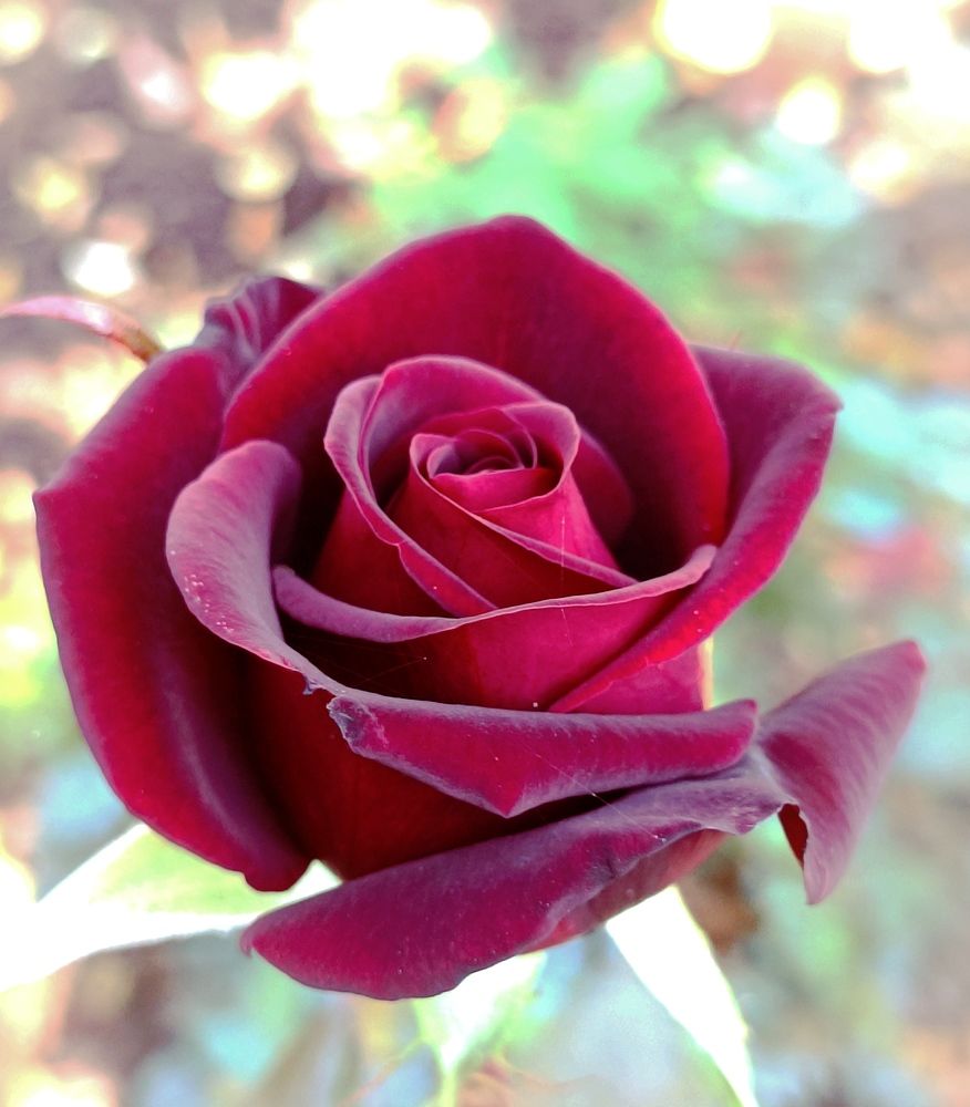 Роза в сентябре.