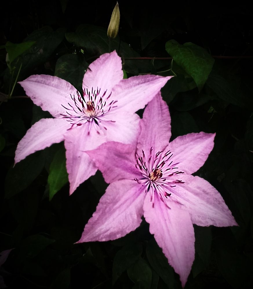 Клематис-как две звезды.