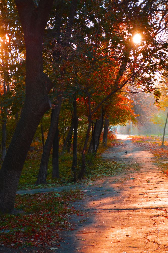 Осень - красавица