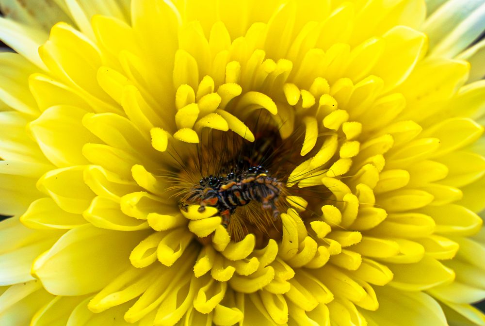 Фотография автора digvijay singh janoti