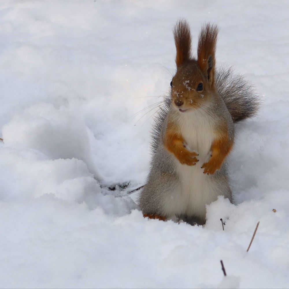 Снежная королева