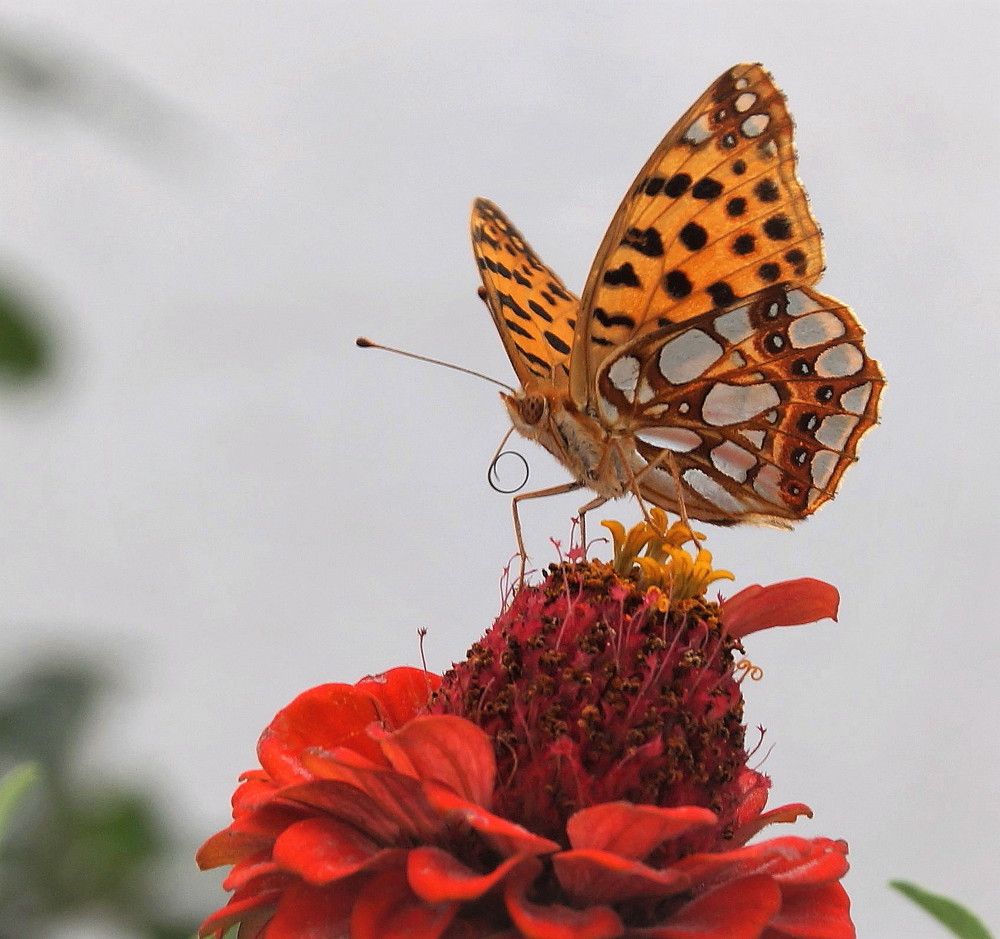 Photograph by Наталья Степаненко