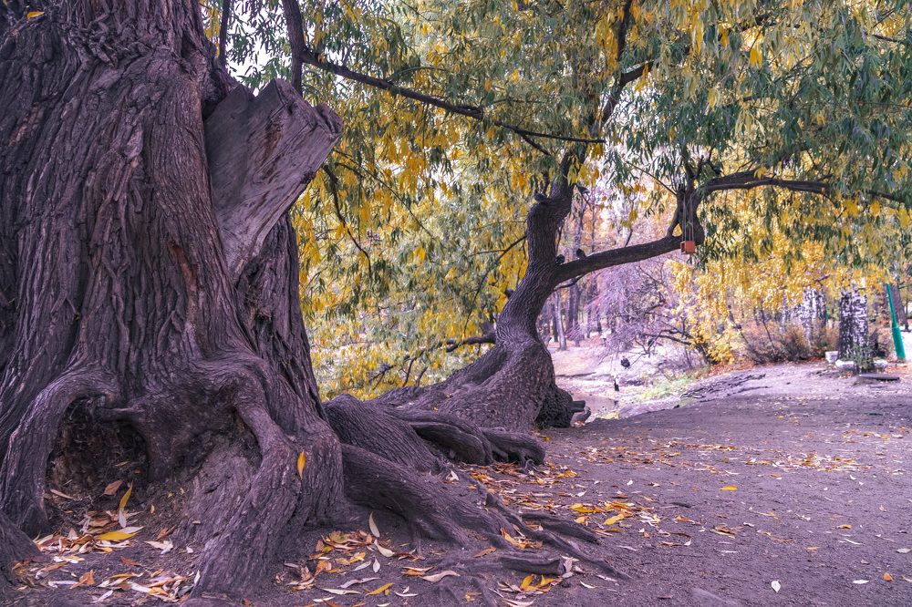 Photograph by Виктор Саврей