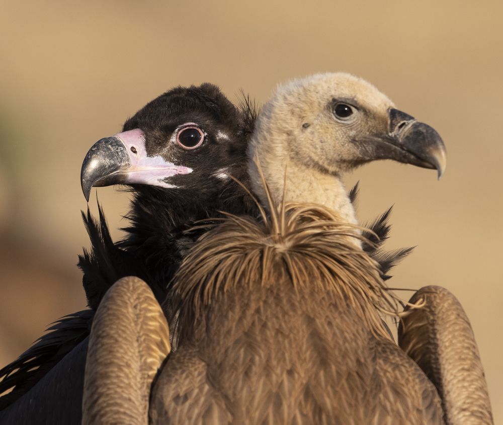 Photograph by Vasos Vasiliou