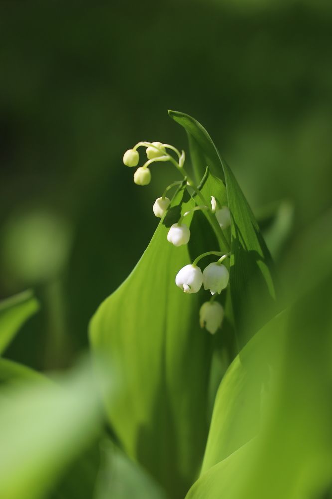 Фотография автора Колосова Елена