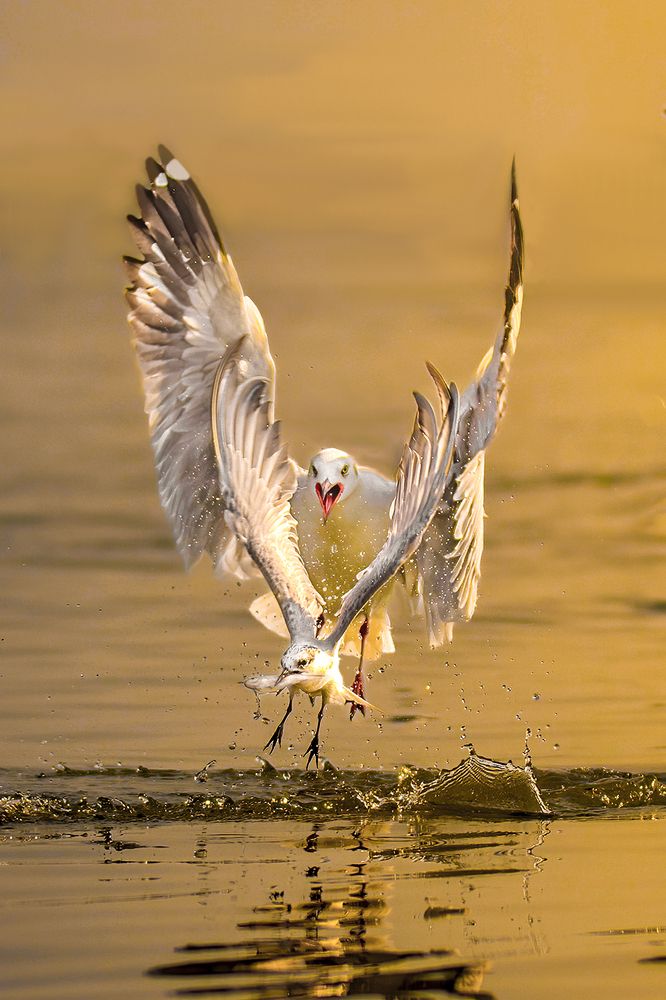 Photograph by TRAN HAI DUONG