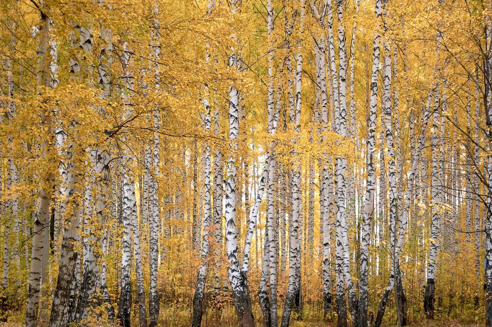 Photograph by Маргарита Гасец