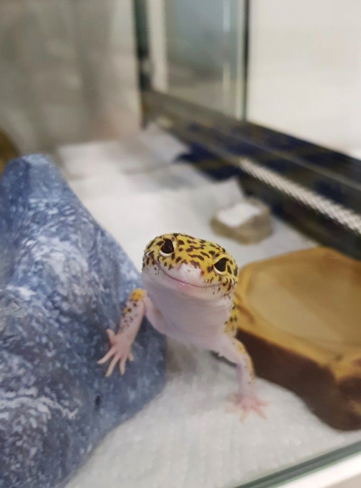 Фотография автора Максим Грибанов