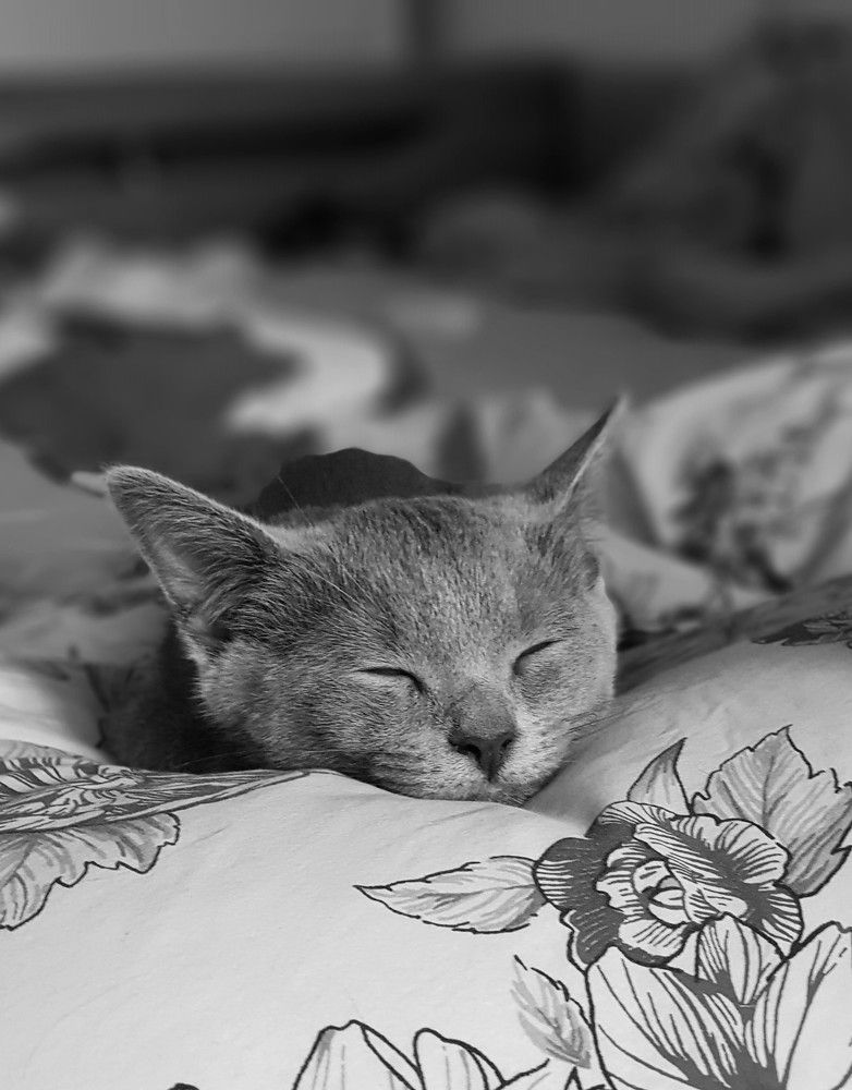 Фотография автора Максим Грибанов