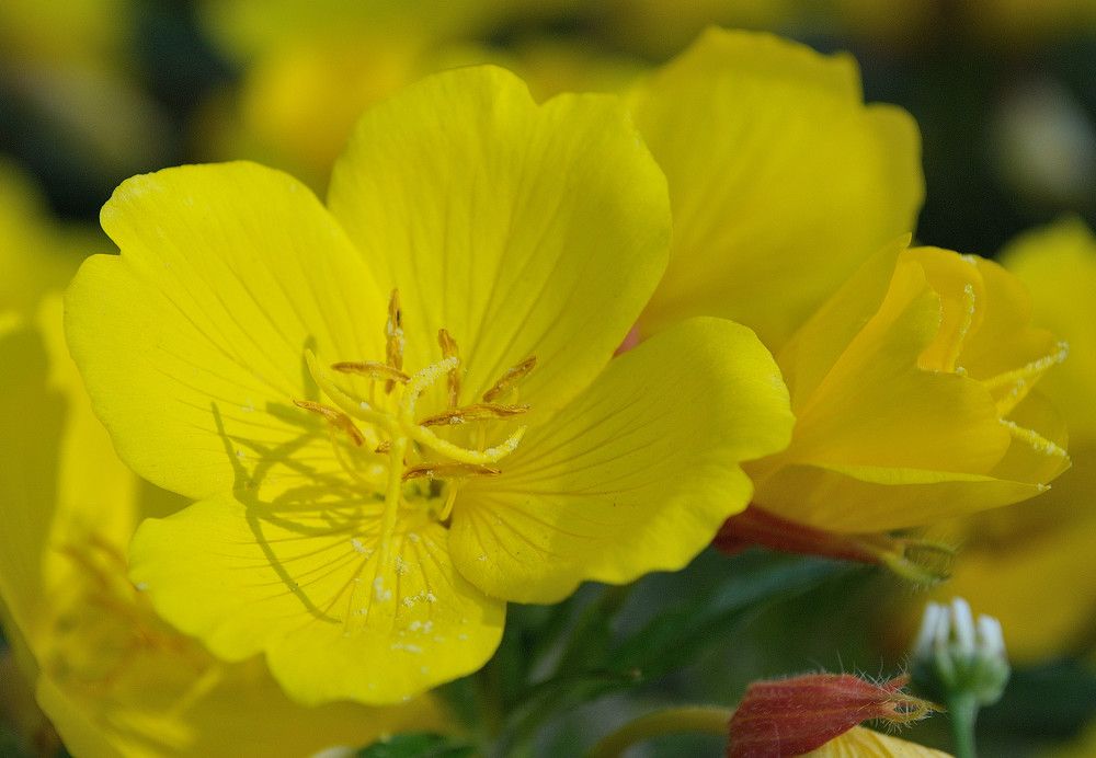 Photograph by Галина Патрушева