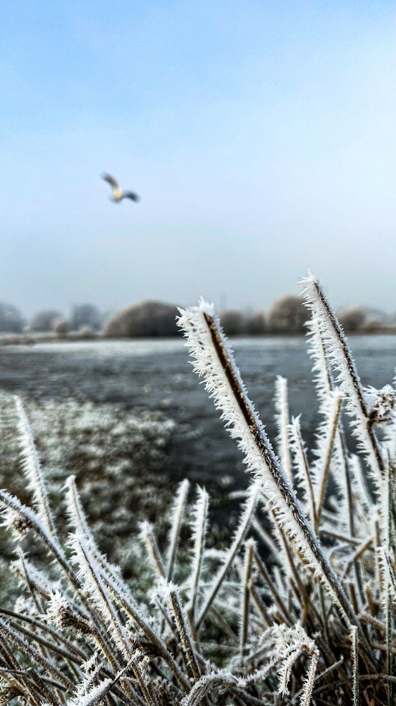 Photograph by Zinaida Sassarini